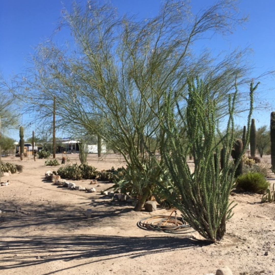 Landscaped grounds at Burrwood RV Park